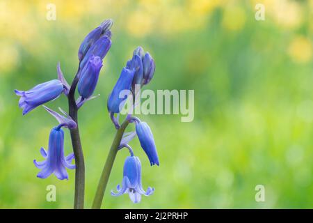 Bluebells in Southampton Old Cemetery Stock Photo