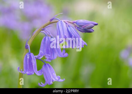 Bluebells in Southampton Old Cemetery Stock Photo