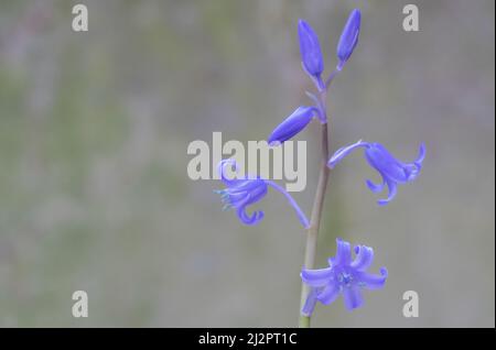 Bluebells in Southampton Old Cemetery Stock Photo