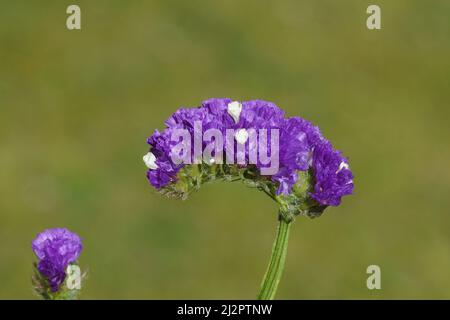 Close up purple and tiny white flowers of Limonium sinuatum, sea lavender, family Plumbaginaceae. Faded green garden on the background. Netherlands Stock Photo