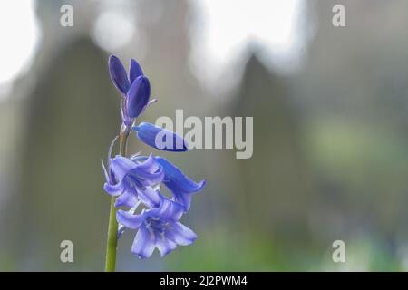Bluebells in Southampton Old Cemetery Stock Photo
