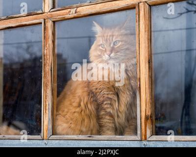 A ginger cat looking through an old window. Close up. Stock Photo