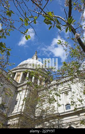 UK, London - Spring Blossom in front of St Paul's Cathedral