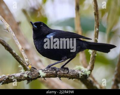 A Glossy Flowerpiercer (Diglossa lafresnayii) perched on a branch. Colombia, South America. Stock Photo