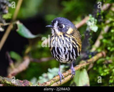 A rare Crescent-faced Antpitta (Grallaricula lineifrons) perched on abranch. Colombia, South America. Stock Photo
