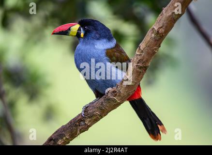 A colorful Gray-breasted Mountain-Toucan (Andigena hypoglauca) perched on a branch. Colombia, South America. Stock Photo