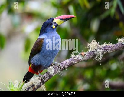 A colorful Gray-breasted Mountain-Toucan (Andigena hypoglauca) perched on a branch. Colombia, South America. Stock Photo