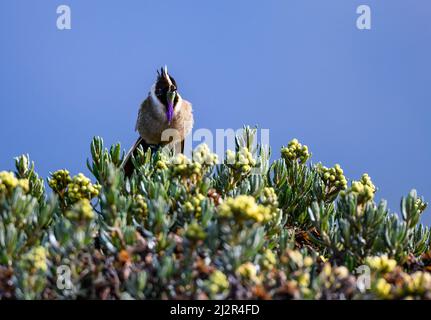 A Buffy Helmetcrest hummingbird (Oxypogon stuebelii) perched on a flowering tree. Colombia, South America. Stock Photo