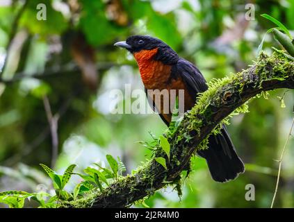 A Red-ruffed Fruitcrow (Pyroderus scutatus) perched on a branch. Colombia, South America. Stock Photo