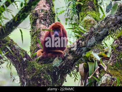 A wild Colombian Red Howler monkey (Alouatta seniculus) sitting on a big tree in rain forest. Colombia, South America. Stock Photo