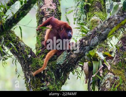 A wild Colombian Red Howler monkey (Alouatta seniculus) sitting on a big tree in rain forest. Colombia, South America. Stock Photo