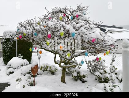 Colorful easter eggs with fresh snoe Stock Photo