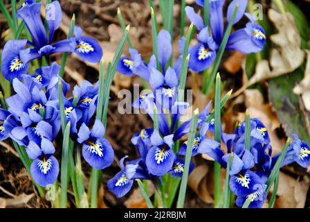 Dwarf iris reticulata early spring flowers in Northeast Ohio Stock Photo