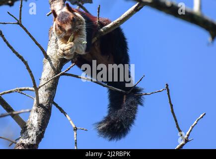 Malabar giant squirrel in Periyar tiger reserve Kerala India Stock Photo