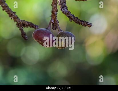 Elephant ear fig organic fruits on a fig tree in Kerala Stock Photo