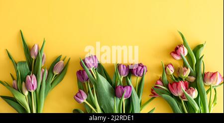 Flat lay, tulips on a colored background. Stock Photo