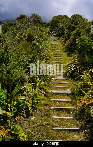 Steep footpath  through the subalpine scrub near the Maketawa Hut, on the northern slopes of Mount Taranaki (Mt Egmont) on North Island, New Zealand. Stock Photo