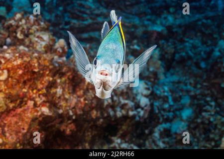 The Indo-Pacific sergeant major, Abudefduf vaigiensis, is a recent arrival to the waters around Hawaii. Stock Photo