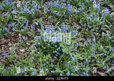 Siberian Squill woodland flowers, Scilla siberica, blue flowers in spring Stock Photo