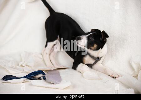 Playful little dog lying on soft blanket with his favourite toy near posing for the camera, family pet concept. Stock Photo