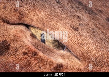 This swell shark, Ciphaloscyllium sp?  was brought up from 600 feet in a trap designed to capture nautilus.  Indonesia. Stock Photo