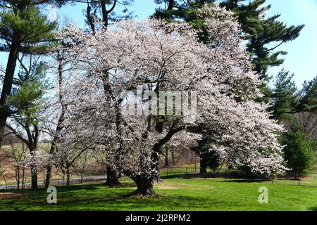 Beautiful white cherry blossom flowering tree at its peak bloom Stock Photo