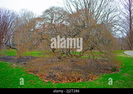 Crooked branches of a dwarf Japanese Maple tree prior to leaves forming at the start of Spring -04 Stock Photo