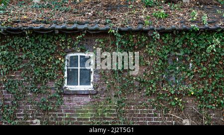 An old brick house overgrown with ivy. Stock Photo