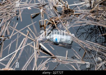 Plastic pollution - a plastic water bottle floating in the cattails along the Sacandaga River near Speculator, NY USA in the Adirondack Mountains. Stock Photo