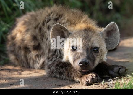 Hyena Pup Closeup, Tanzania Stock Photo