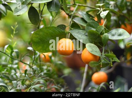 Many Rangpur citrus fruit also known as Indian subcontinent as Sylhet lime Stock Photo