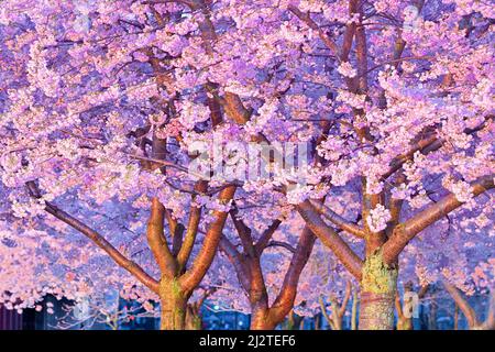 Flowering Cherry trees, Stock Photo