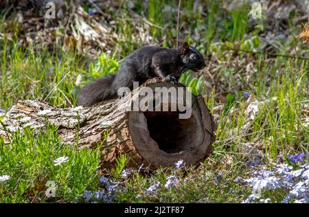 A black squirrel relaxes on a hollow log in a field of flowers Stock Photo