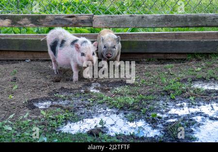 pair of pot belly pigs play in a farm yard Stock Photo