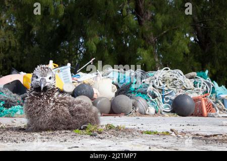 Laysan Albatross chick nesting beside pile of plastic waste from ocean shore picked up for recycling and disposal off island. Phoebastria immutabilis Stock Photo