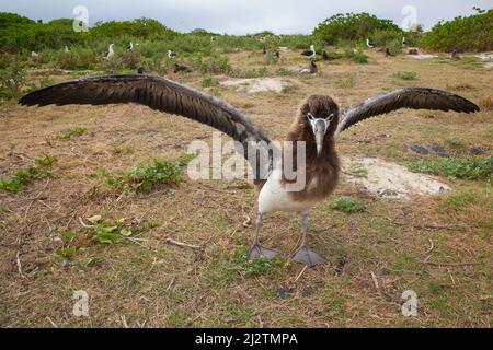 Laysan Albatross fledgling bird in a nesting colony spreading and flapping wings, exercising flight muscles before learning to fly. Stock Photo