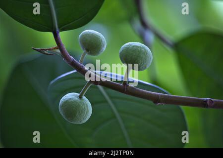 Close-up of unripe figs on a fig tree. Green background. Stock Photo