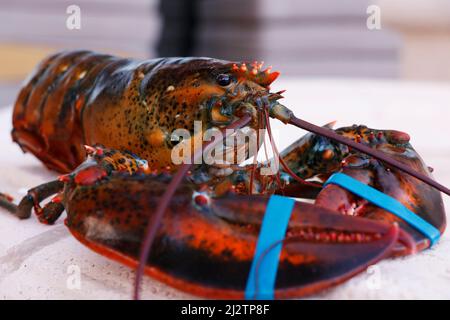 canadian live maine lobster in close up, seafood speciality Stock Photo