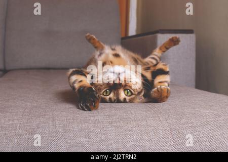 Bengal cat lying on sofa and smiling. Stock Photo