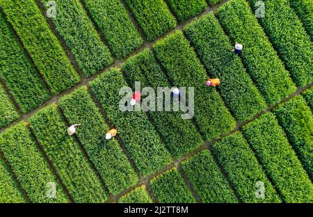 Beijing, China. 30th Mar, 2022. Aerial photo taken on March 30, 2022 shows people weeding in a field at Baihu Township in Lujiang County of Hefei, east China's Anhui Province. Credit: Zuo Xuechang/Xinhua/Alamy Live News Stock Photo