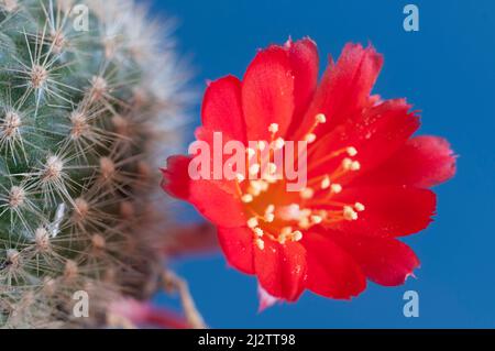 Rebutia minuscula cactus flower close up shot local focus Stock Photo
