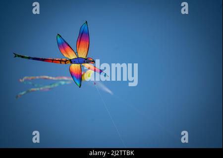 Austin, Texas, USA. 3 April, 2022. A dragon fly kite buzzes above the park. The 93rd ABC Kite Festival returned to Zilker Park Sunday. Thousands of visitors flew colourful kites across the 350 acre park.  Credit: Sidney Bruere/Alamy Live News Stock Photo