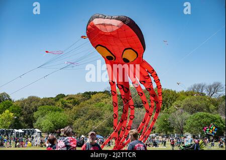 Austin, Texas, USA. 3 April, 2022. A squid provided by Go Big or Go Home kite flying organisation. The 93rd ABC Kite Festival returned to Zilker Park Sunday. Thousands of visitors flew colourful kites across the 350 acre park.  Credit: Sidney Bruere/Alamy Live News Stock Photo