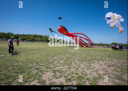 Austin, Texas, USA. 3 April, 2022. A squid and astronaut provided by Go Big or Go Home kite flying organisation. The 93rd ABC Kite Festival returned to Zilker Park Sunday. Thousands of visitors flew colourful kites across the 350 acre park.  Credit: Sidney Bruere/Alamy Live News Stock Photo