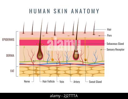 Human Skin. Layered Epidermis With Hair Follicle, Sweat And Sebaceous ...