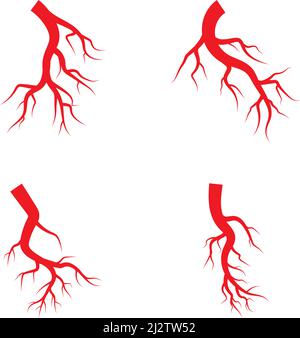 Human eye arteries. Ophthalmic artery and a central retinal artery ...