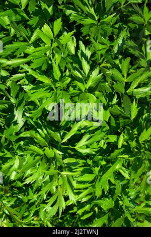 Large lovage bush with fragrant green leaves. Stock Photo