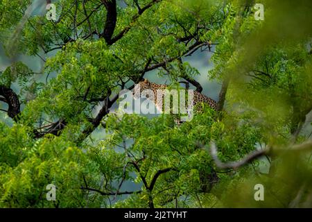 wild indian female leopard or panther hanging on tree eyeing on prey or stalking in natural monsoon green background at jhalana forest leopard reserve Stock Photo