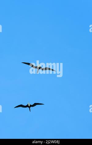 Two big beautiful birds are flying in clear blue sky. High quality photo Stock Photo