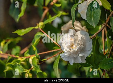 Closeup of white Camellia Japonica Snow white flower at Landschloss Zuschendorf, Saxony, Germany Stock Photo